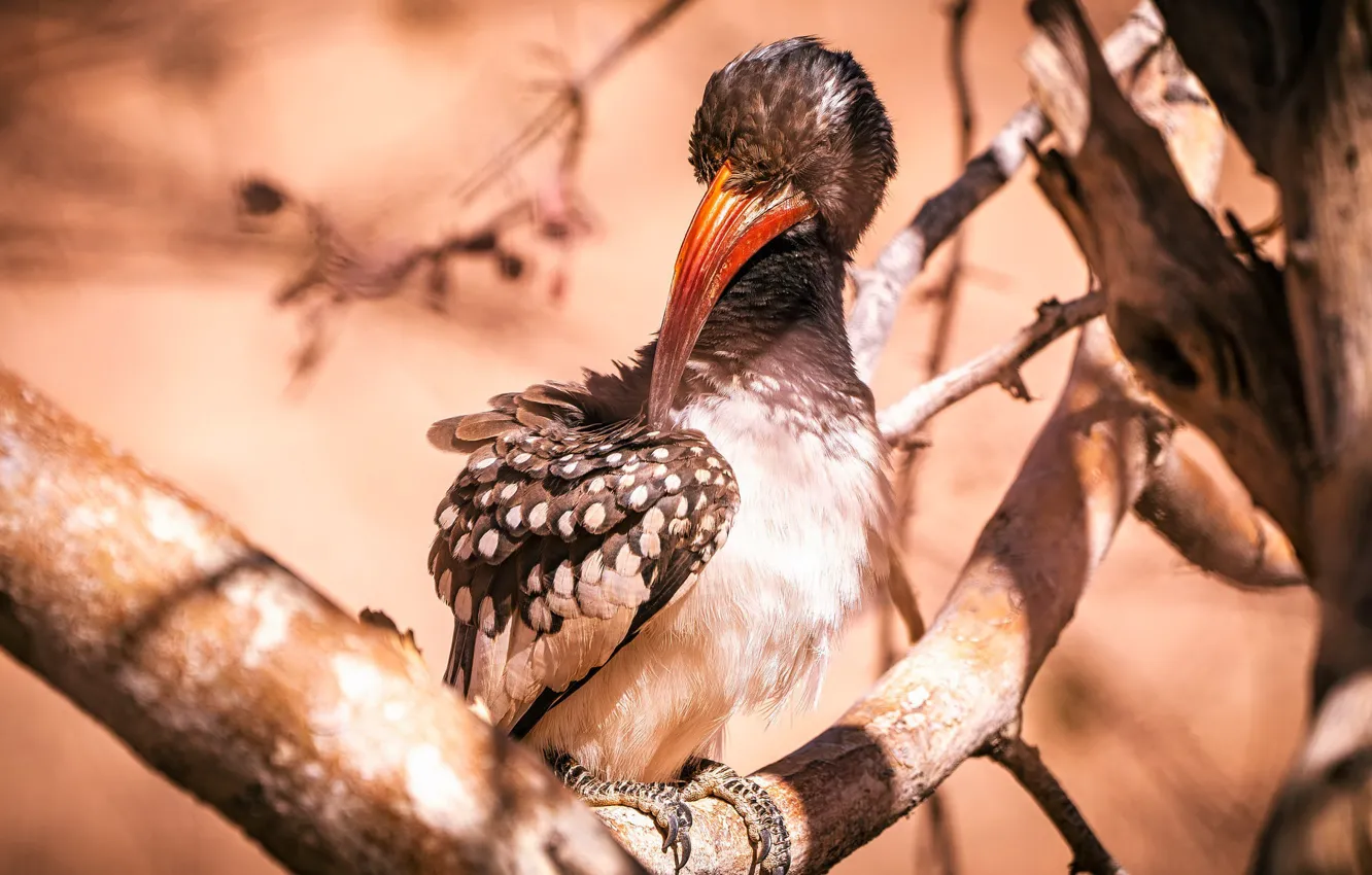 Фото обои природа, птица, Monteiro's hornbill