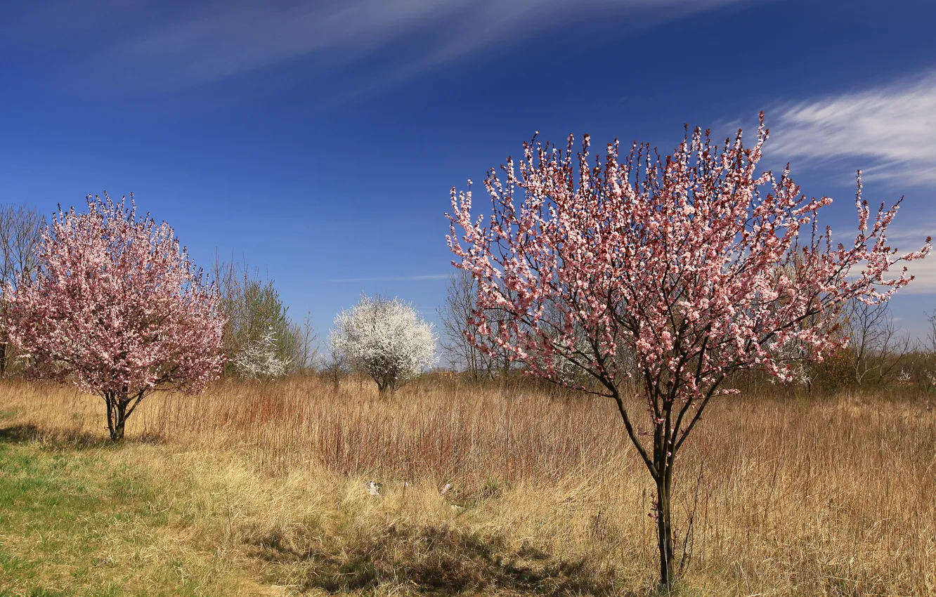Фото обои деревья, весна, сад, цветение