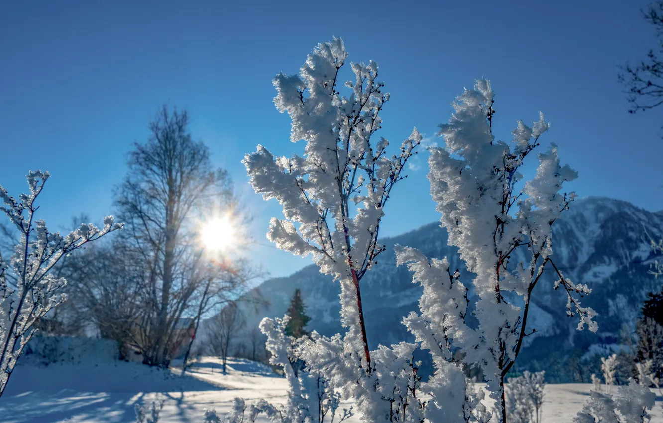 Фото обои зима, иней, солнце, снег, горы, природа, веточки, голубое небо