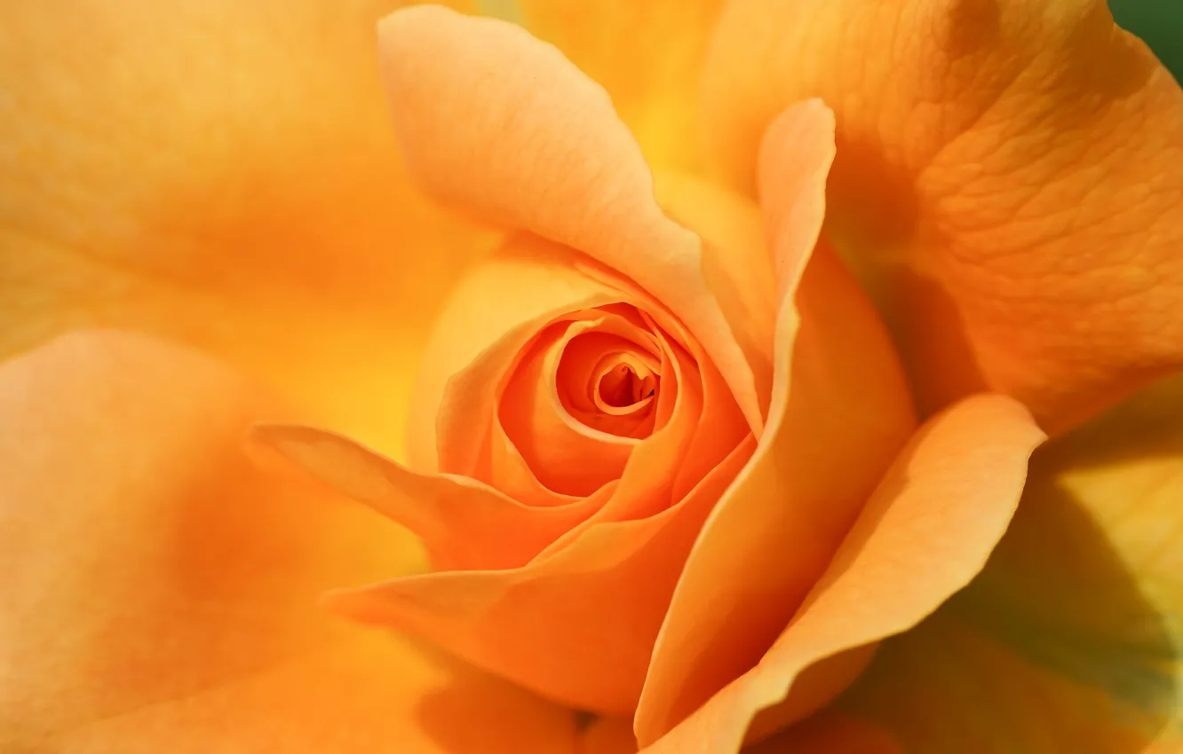 Фото обои макро, роза, лепестки, жёлтая роза