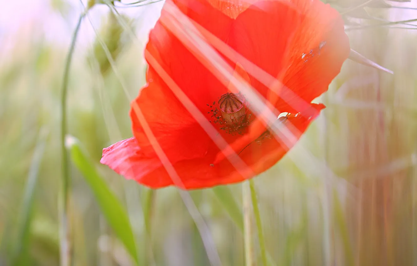 Фото обои цветы, красный, мак, лепестки