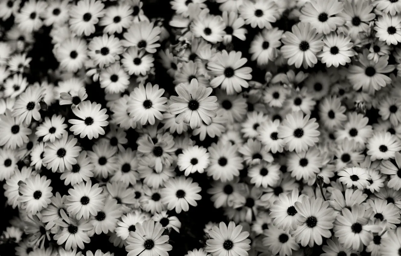 Фото обои цветы, красота, чёрно-белые