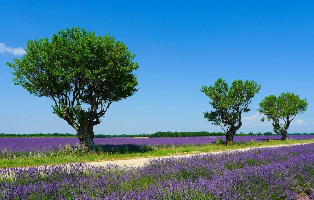 Фото обои поле, лето, небо, солнце, деревья, Франция, лаванда, Valensole