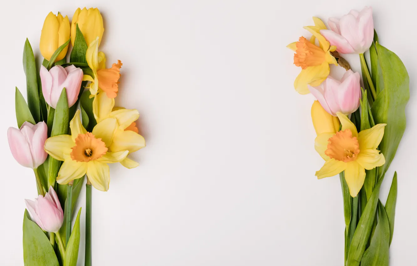 Фото обои цветы, весна, желтые, тюльпаны, розовые, fresh, yellow, pink