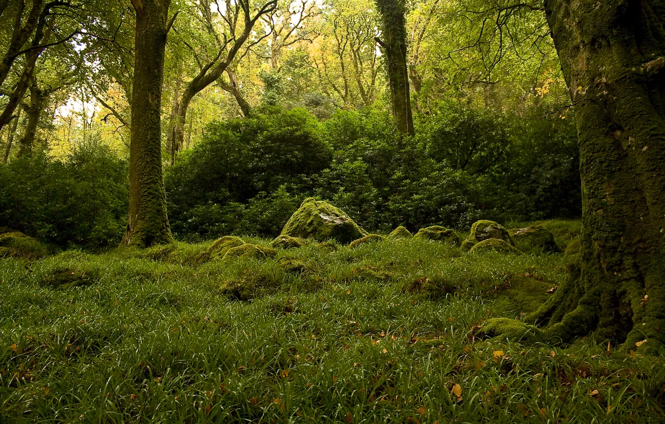 Фото обои зелень, лес, деревья, камни, мох, кусты