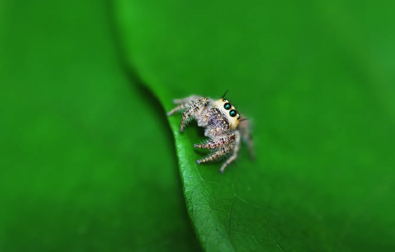 Фото обои макро, лист, паук, lil spider