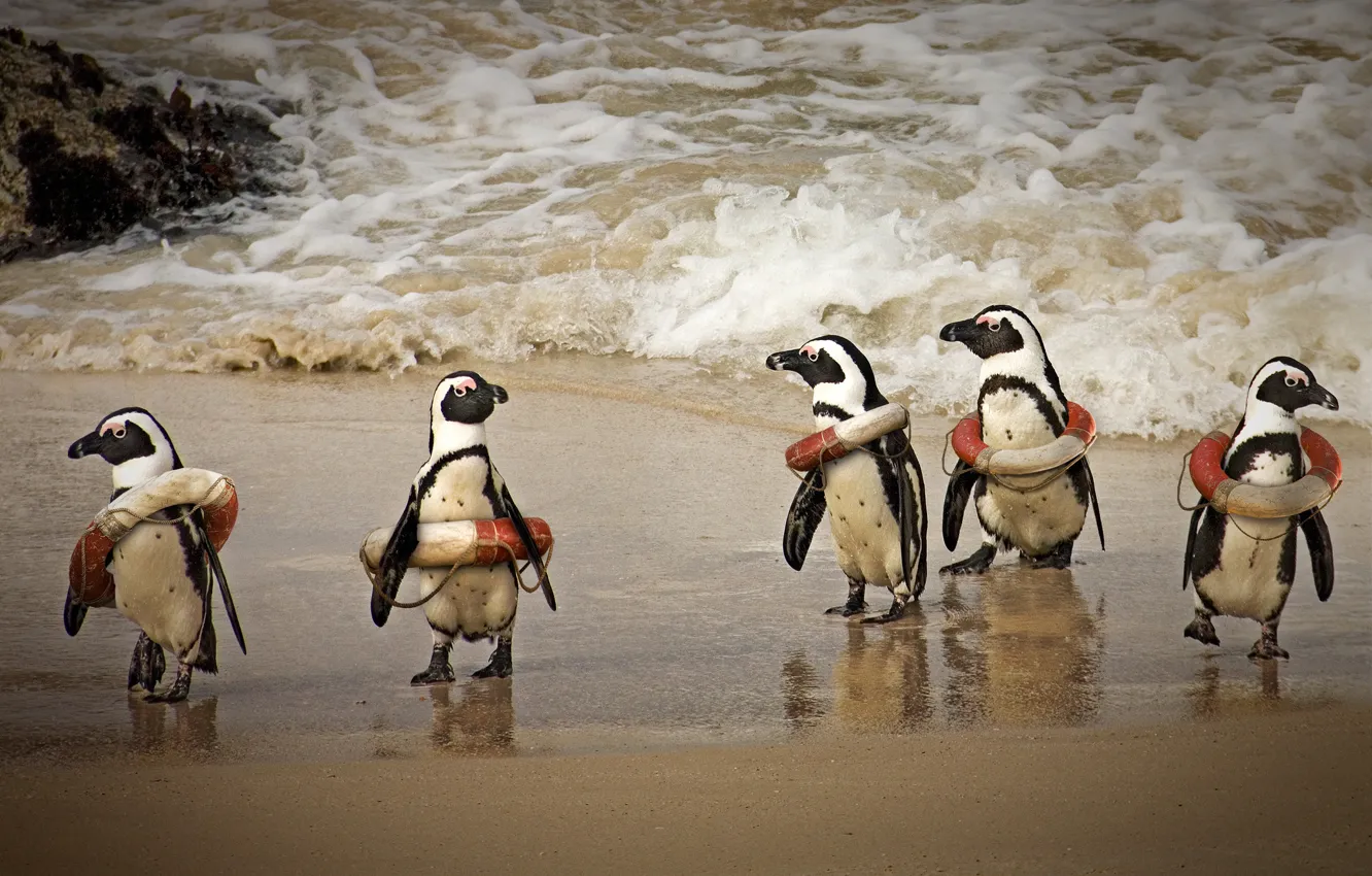 Фото обои юмор, пингвины, прибой, спасательные круги