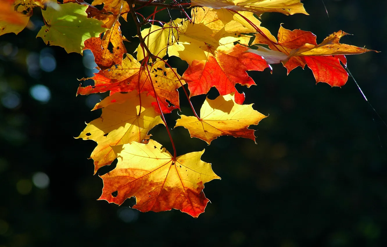 Фото обои листья, природа, листок, листки, осень листопад