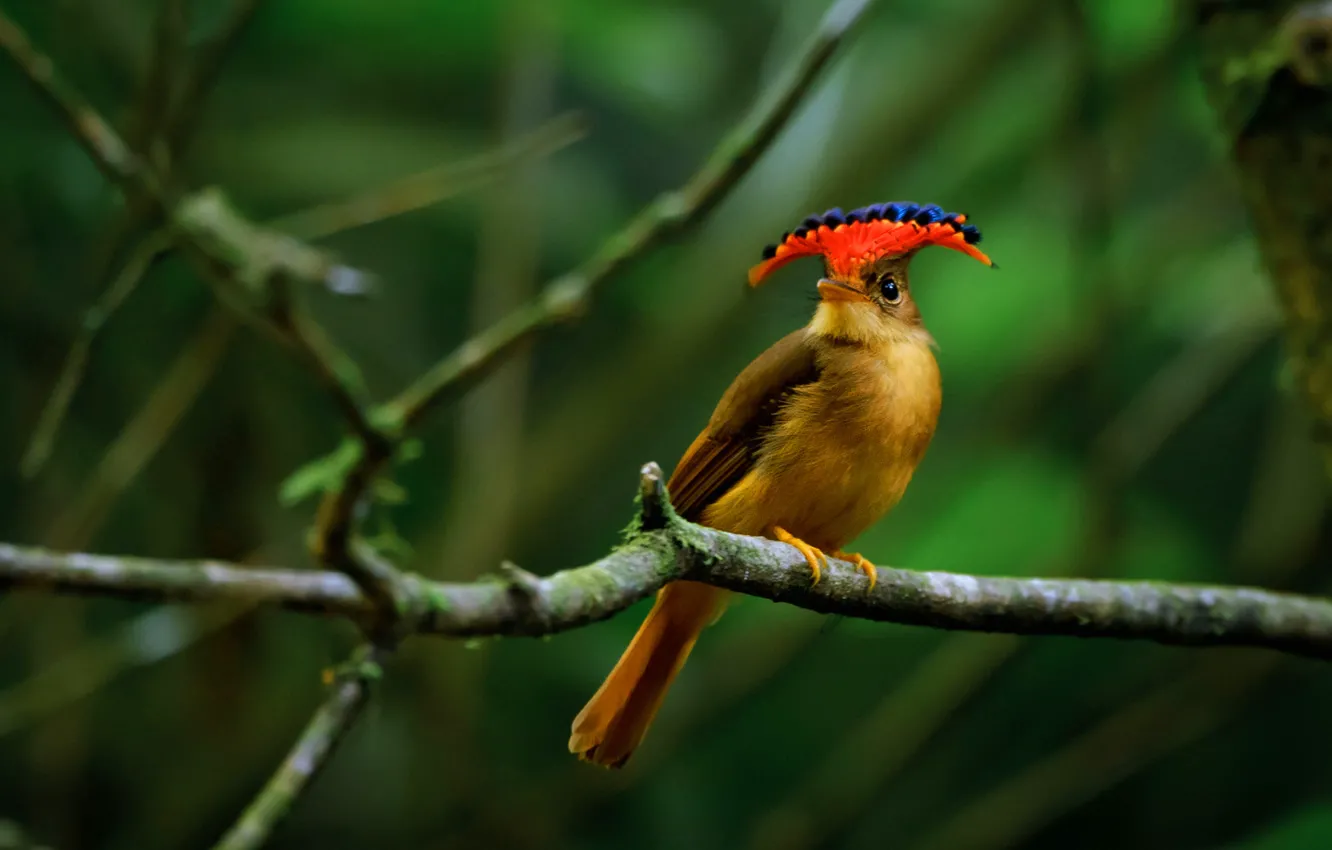 Фото обои птица, краски, Бразилия, хохолок