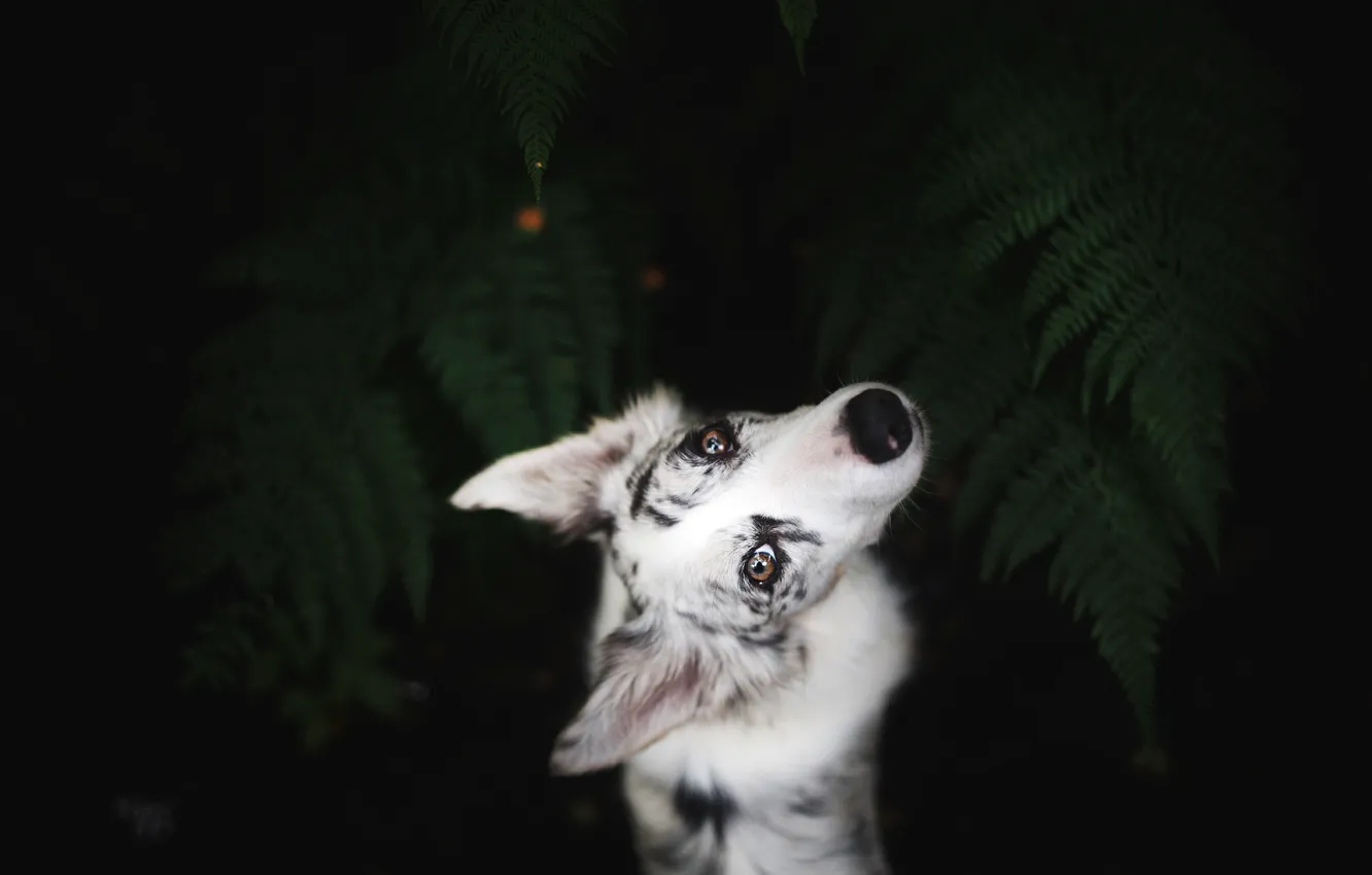 Фото обои взгляд, листья, природа, поза, темный фон, портрет, собака, белая
