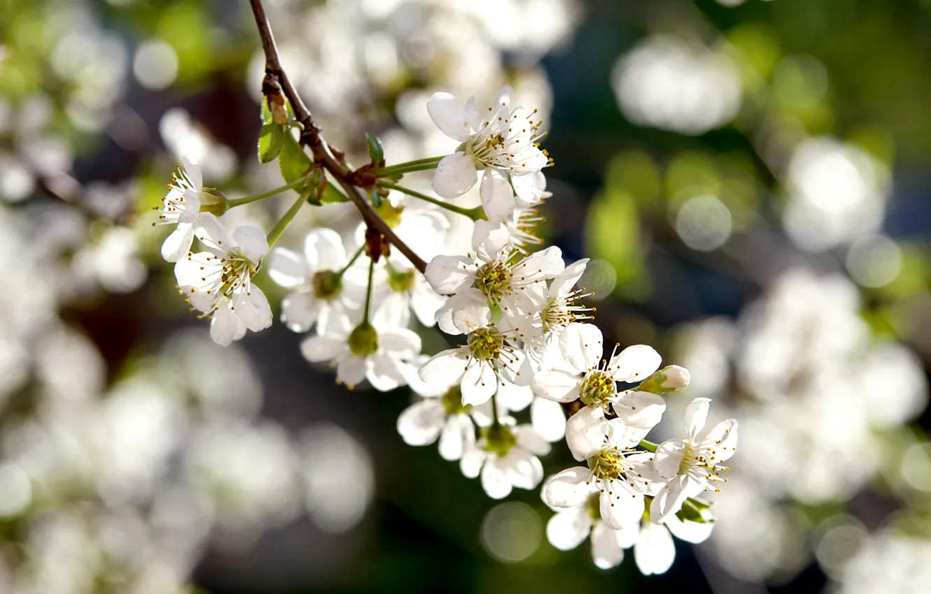 Фото обои весна, цветение, белые цветы
