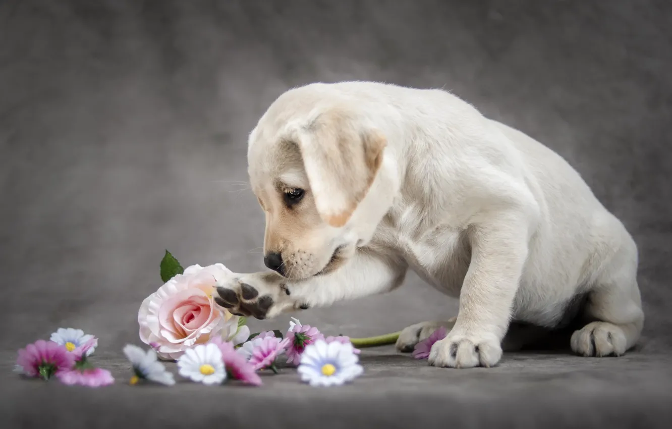 Фото обои цветы, животное, собака, щенок, детёныш, лабрадор, ретривер