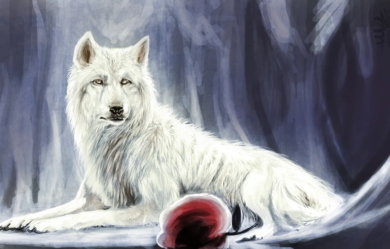 Фото обои белый, красное, волк, яблоко, арт, лежа