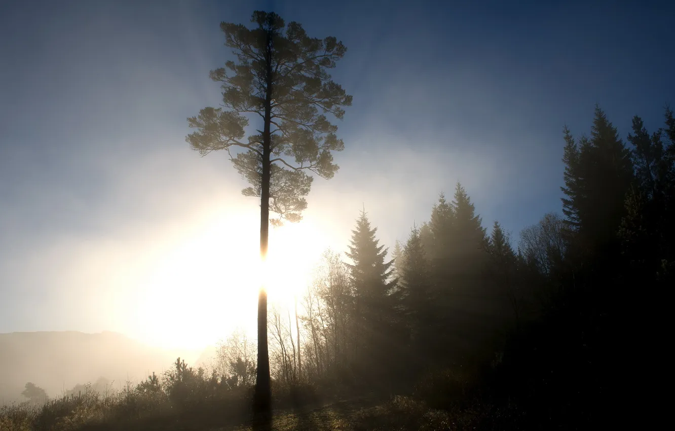 Фото обои лес, свет, пейзаж, утро