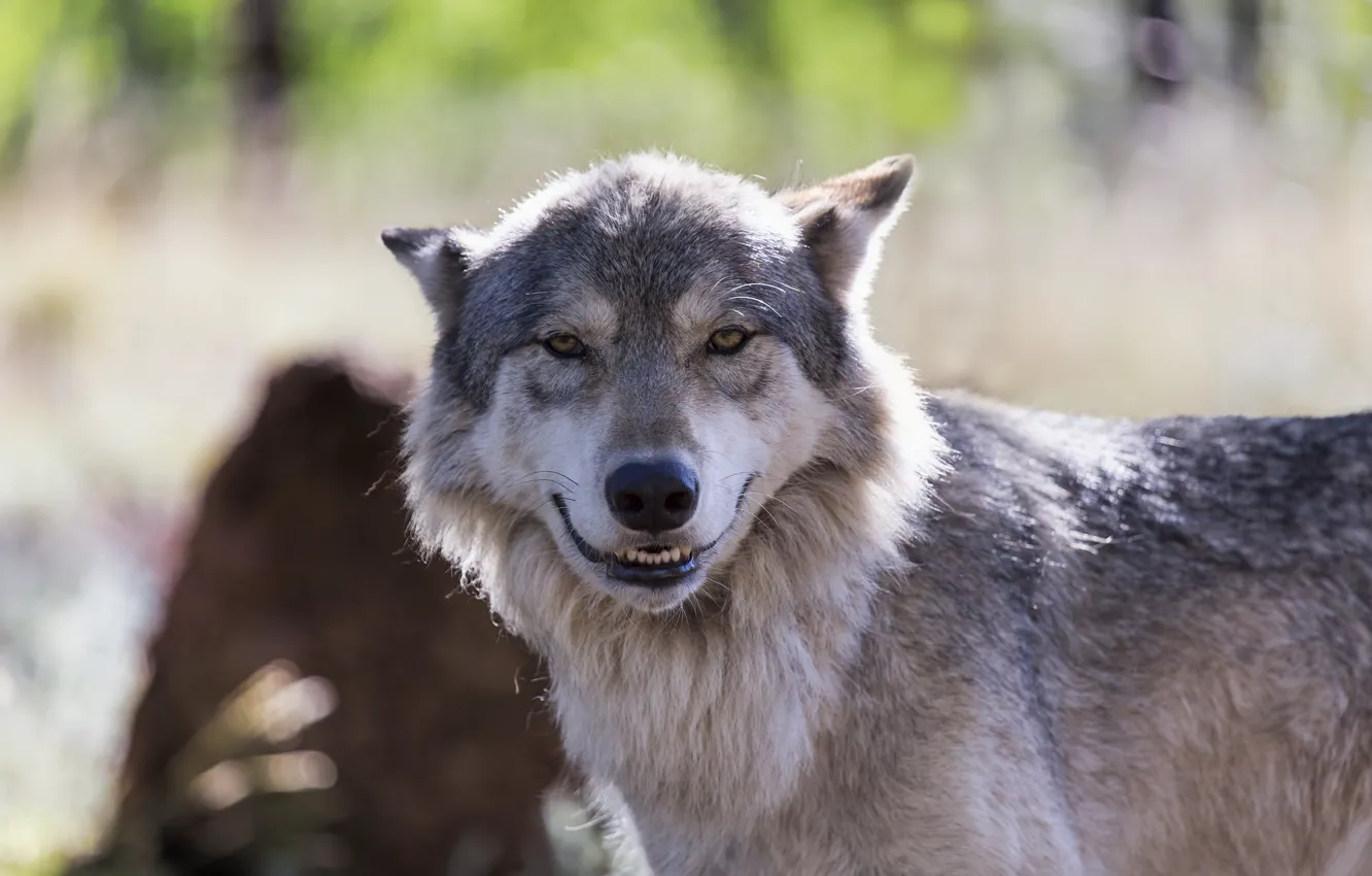 Фото обои улыбка, волк, cheeeeese
