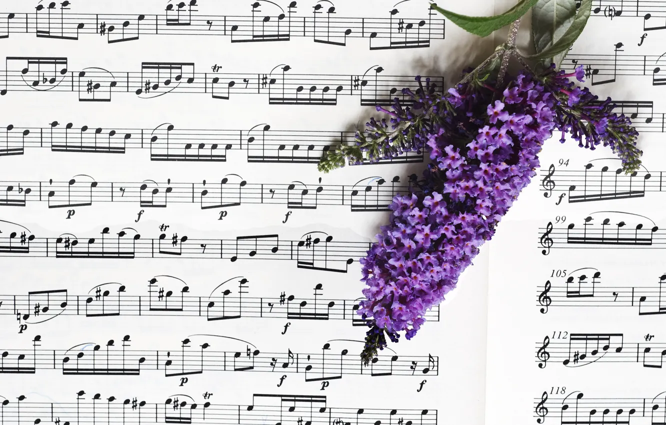 Фото обои цветы, ноты, музыка