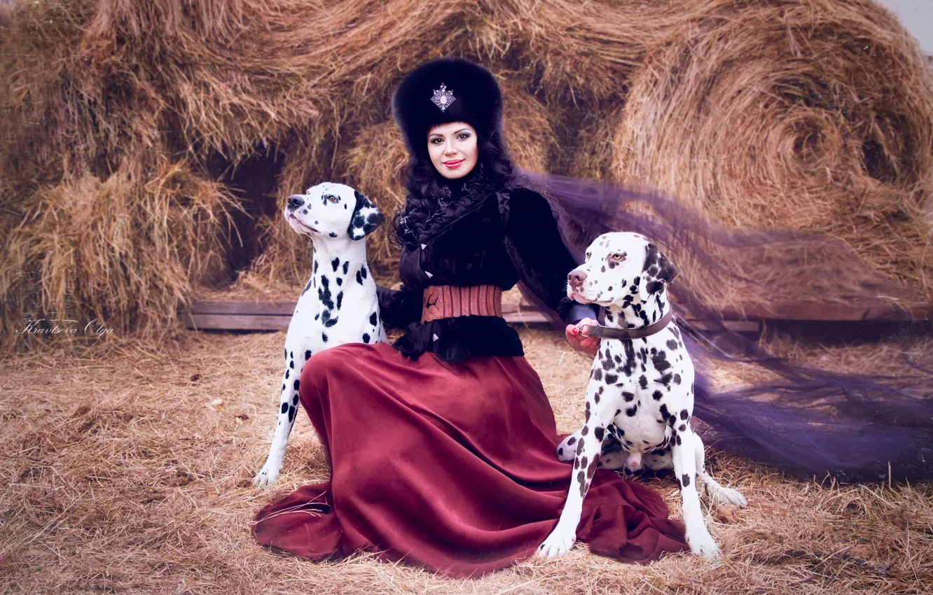 Фото обои собаки, девушка, шапка, брюнетка, сено, вуаль, далматинцы