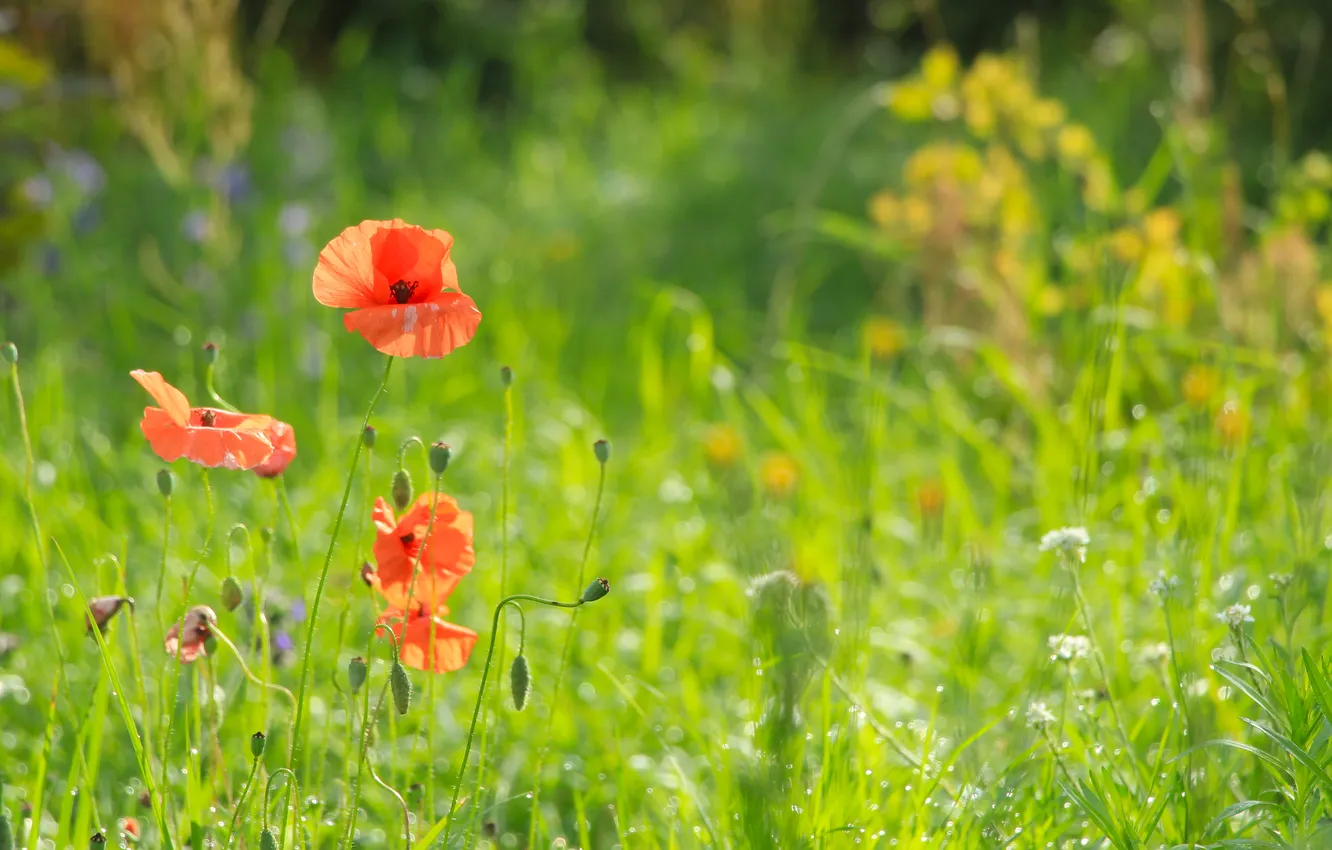 Фото обои flower, poppy, meadow