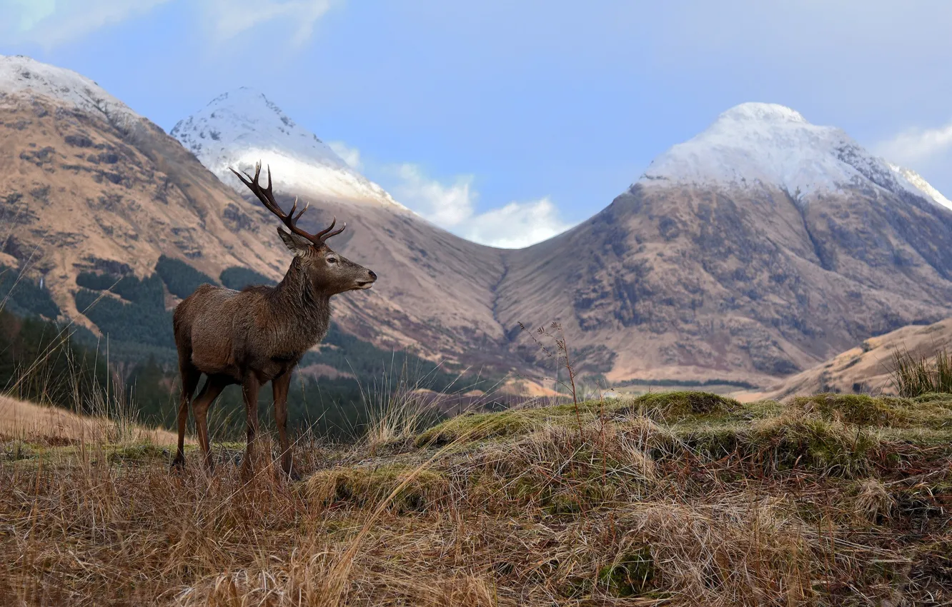 Фото обои трава, деревья, пейзаж, горы, природа, олень, долина, боке