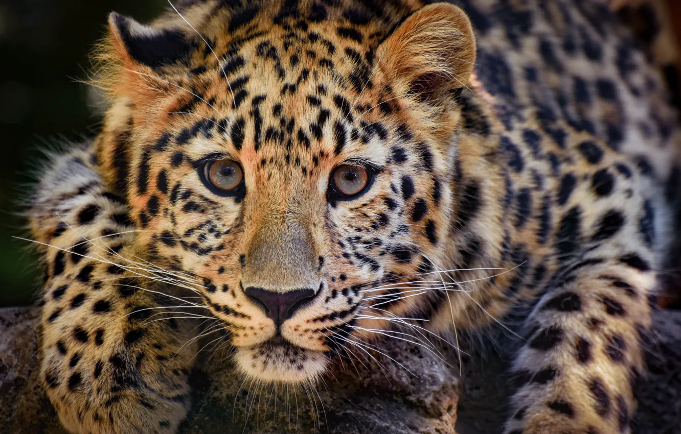 Фото обои взгляд, морда, хищник, лапы, леопард, дикая кошка