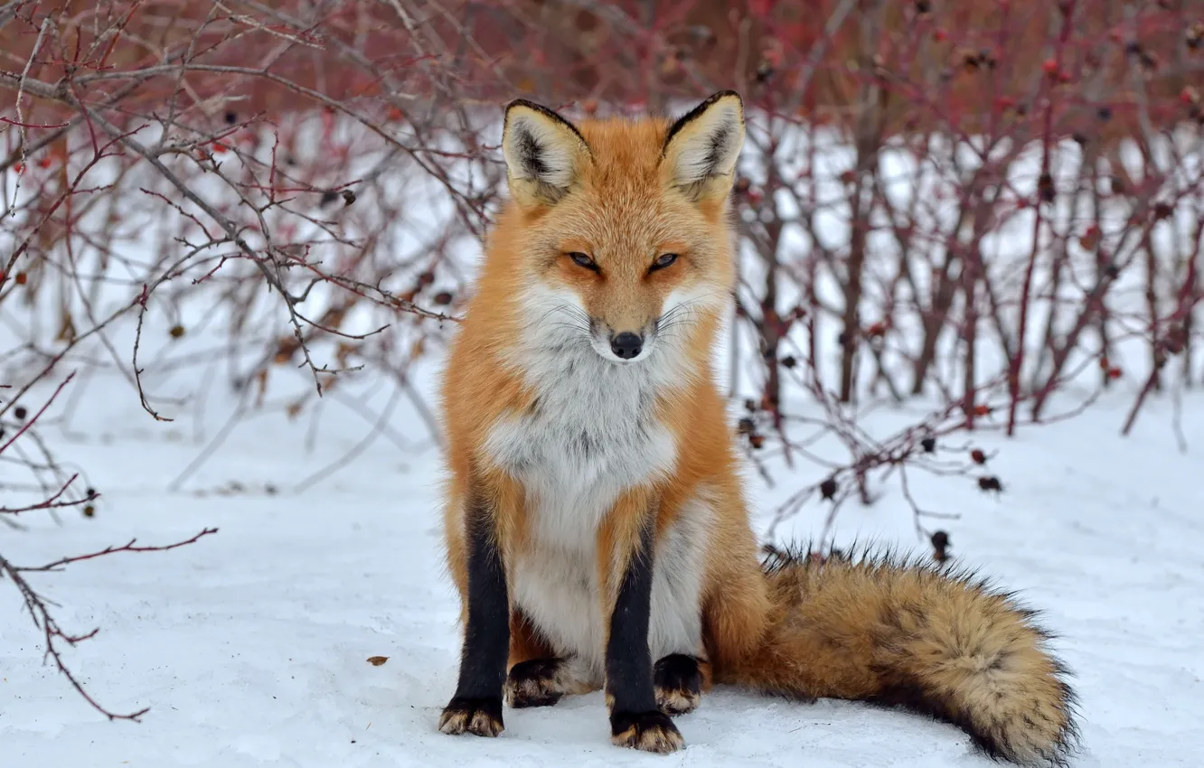 Фото обои взгляд, снег, лиса, лисица