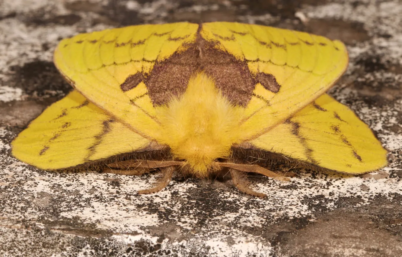 Фото обои насекомое, жёлтая, моль