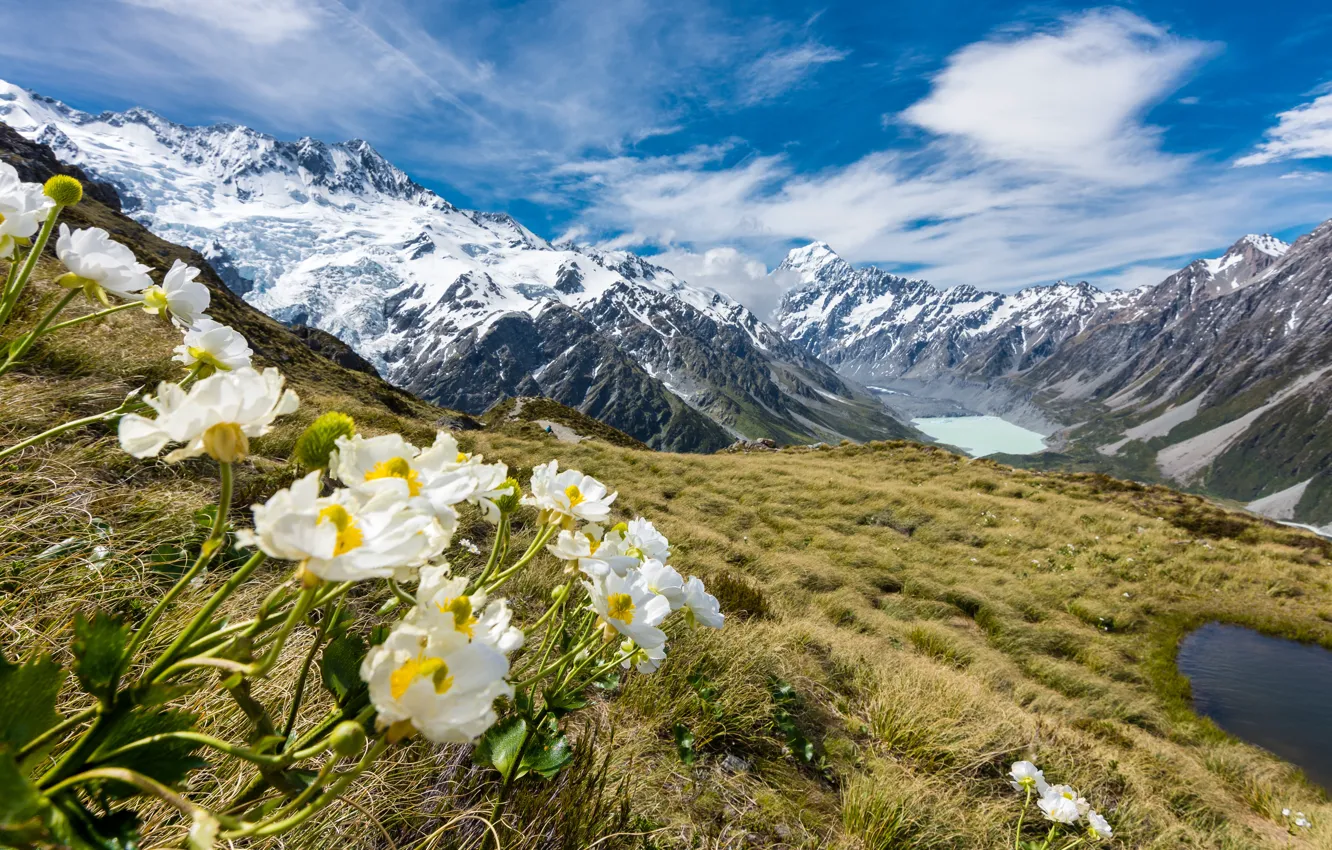 Фото обои снег, горы, вершины, New Zealand, лютики, Mount Cook, Mueller glacier