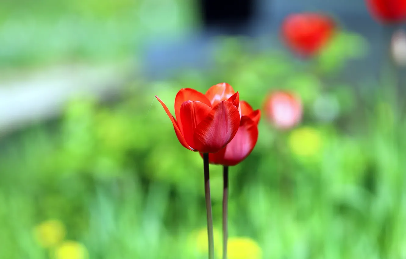 Фото обои тюльпаны, красные, зеленый фон
