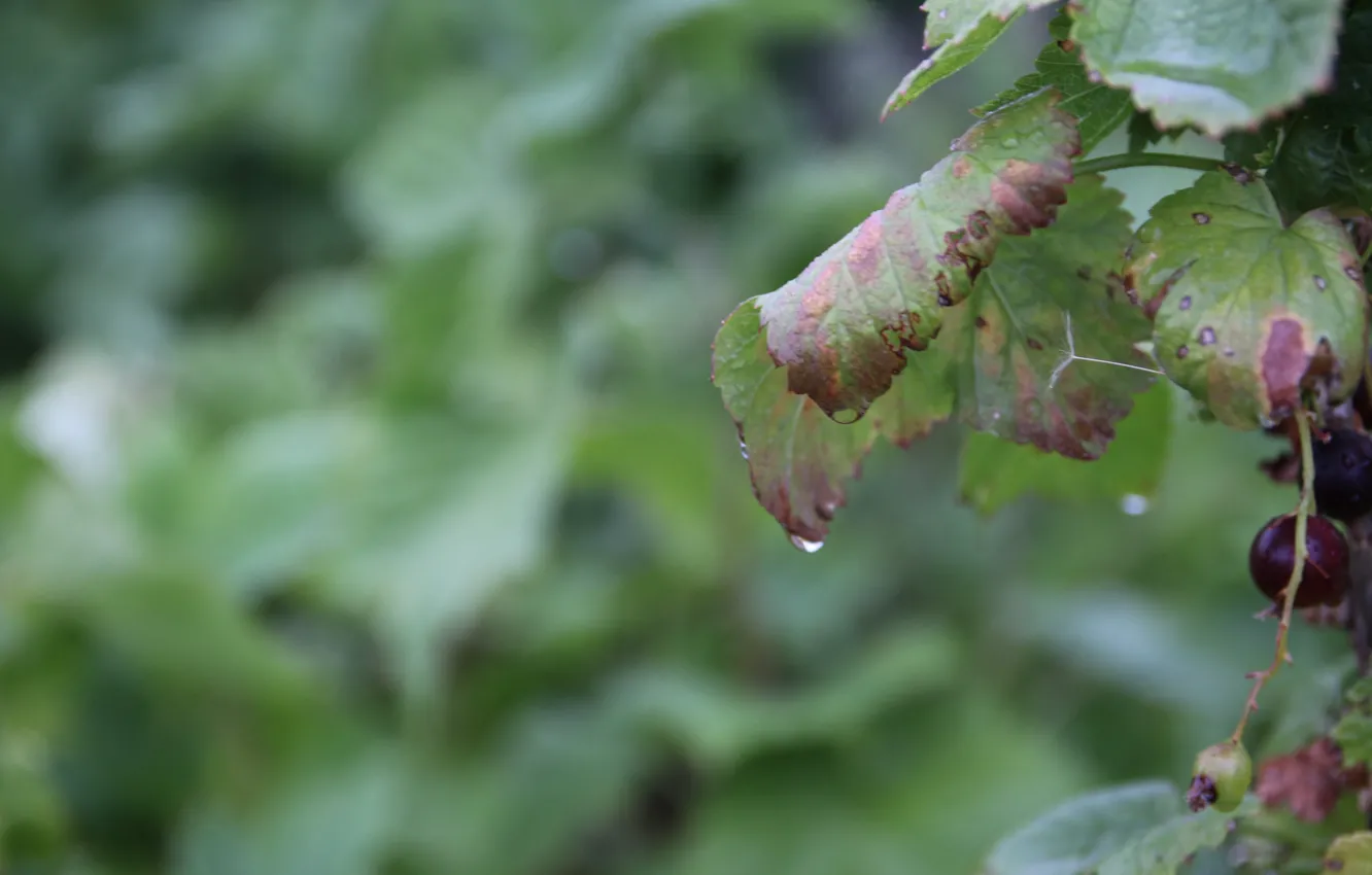 Фото обои зелень, макро, лист, роса, капля, ягода, смородина, Беларусь