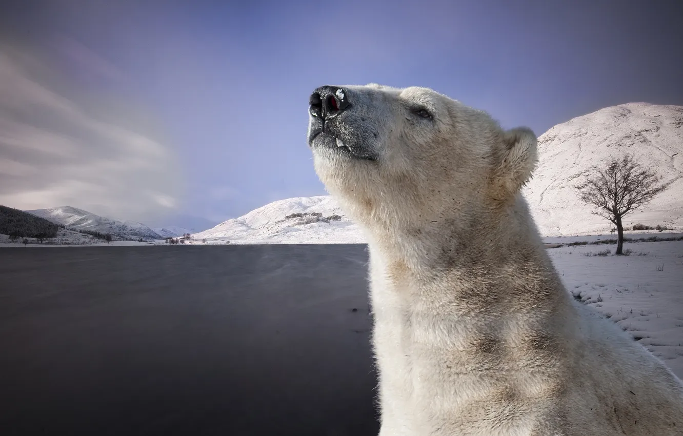 Фото обои природа, белый медведь, Арктика