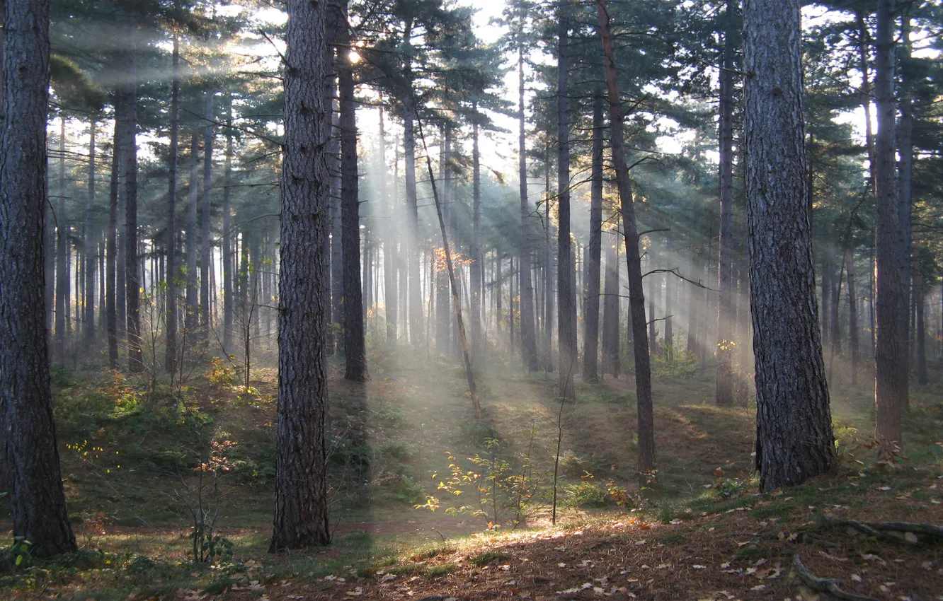 Фото обои лес, солнце, лучи, природа, тропа