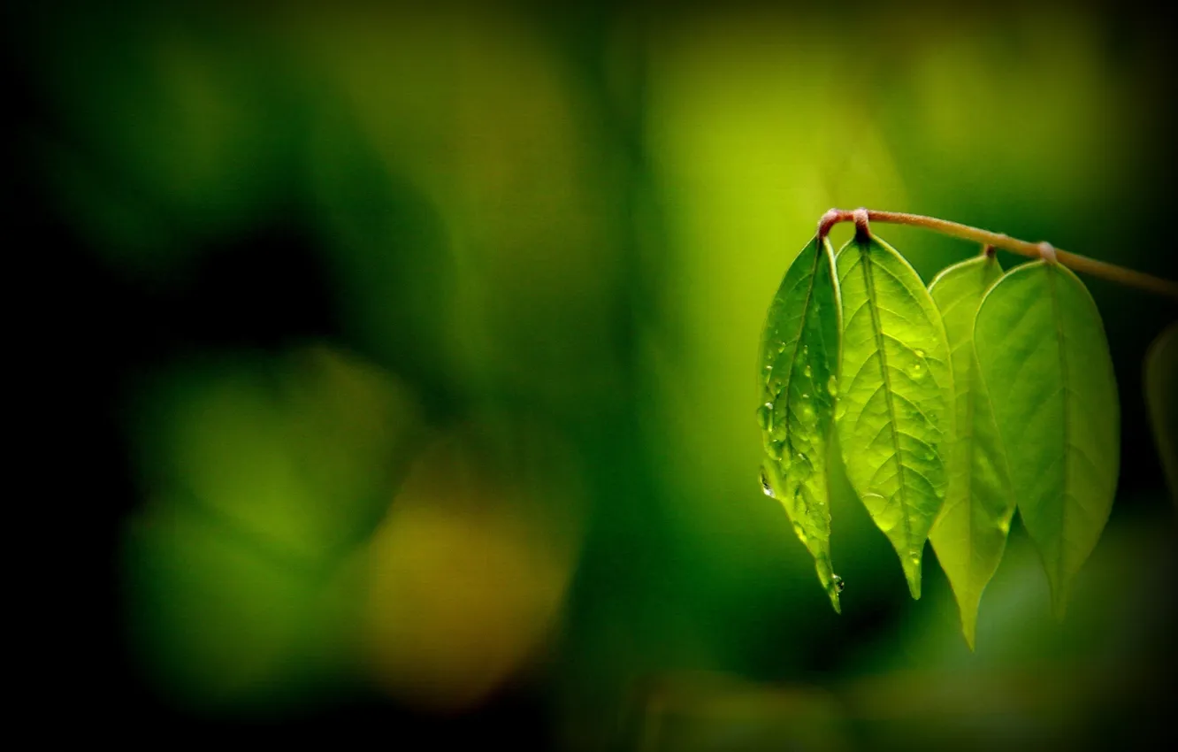 Фото обои листья, макро, зеленый, фон, widescreen, обои, размытие, листик