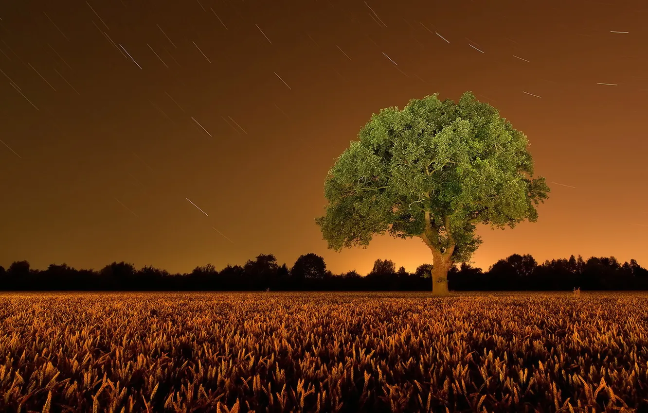 Фото обои поле, пейзаж, ночь, дерево
