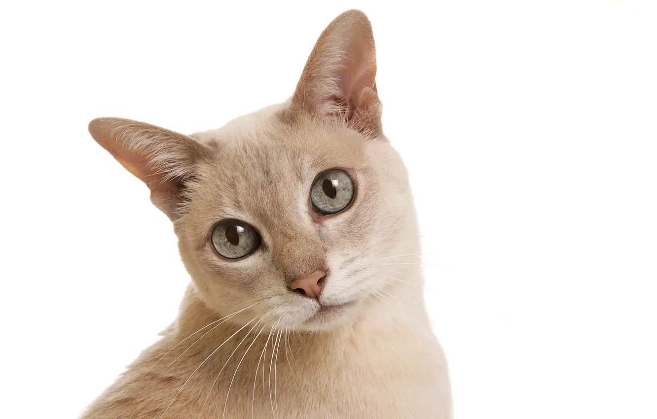 Фото обои кошка, белый, кот, фон, cat