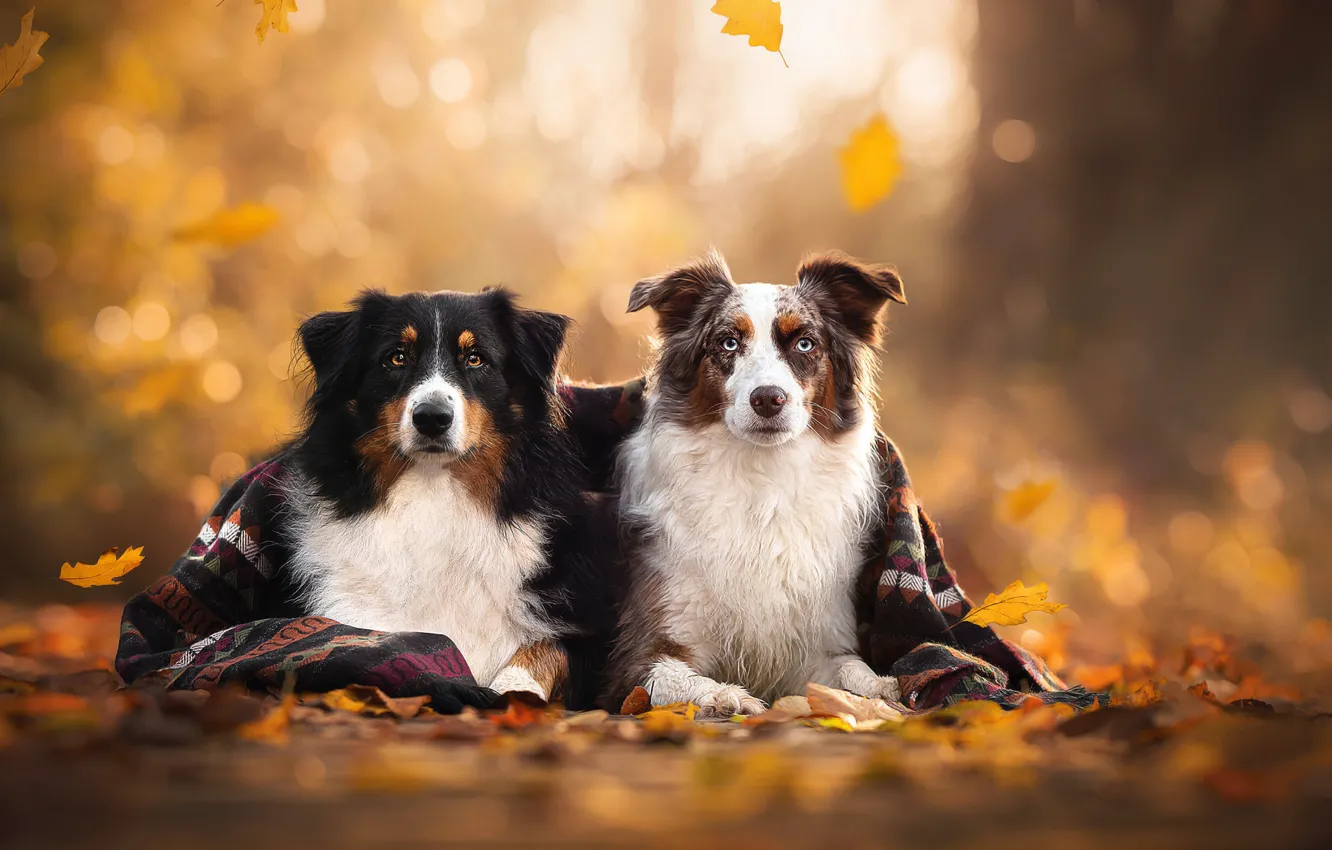 Фото обои осень, листья, плед, парочка, боке, две собаки