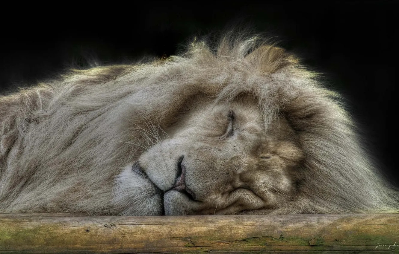 Фото обои сон, лев, царь зверей