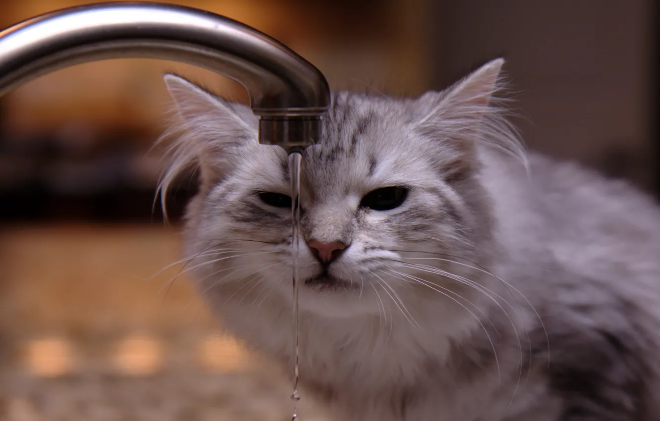 Фото обои кран, полосатая кошка, струя воды