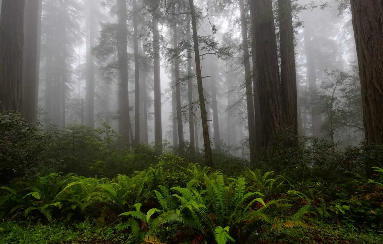 Фото обои лес, деревья, природа, туман, Калифорния, USA, США, папоротник