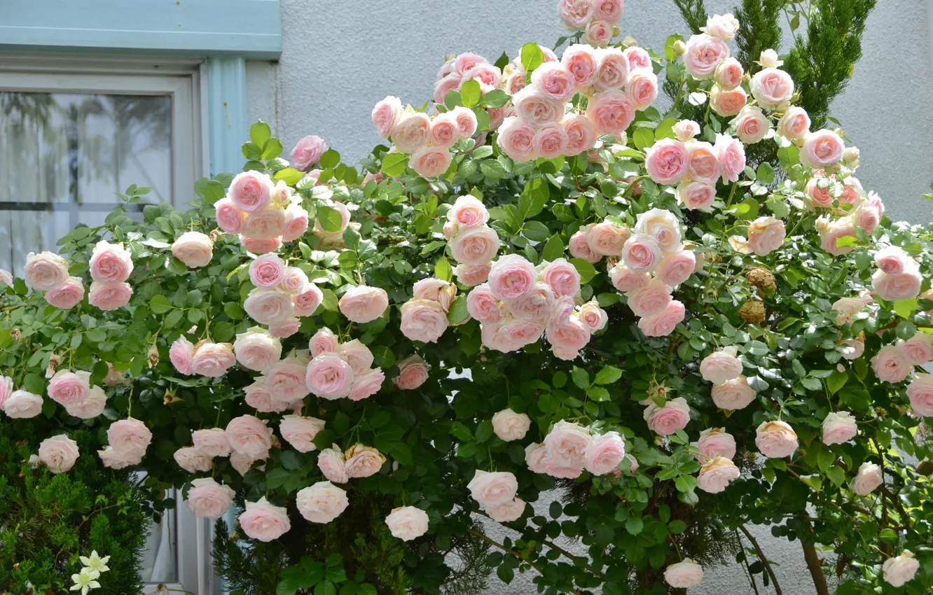 Фото обои розы, бутоны, цветение, кусты, много, розовые кусты