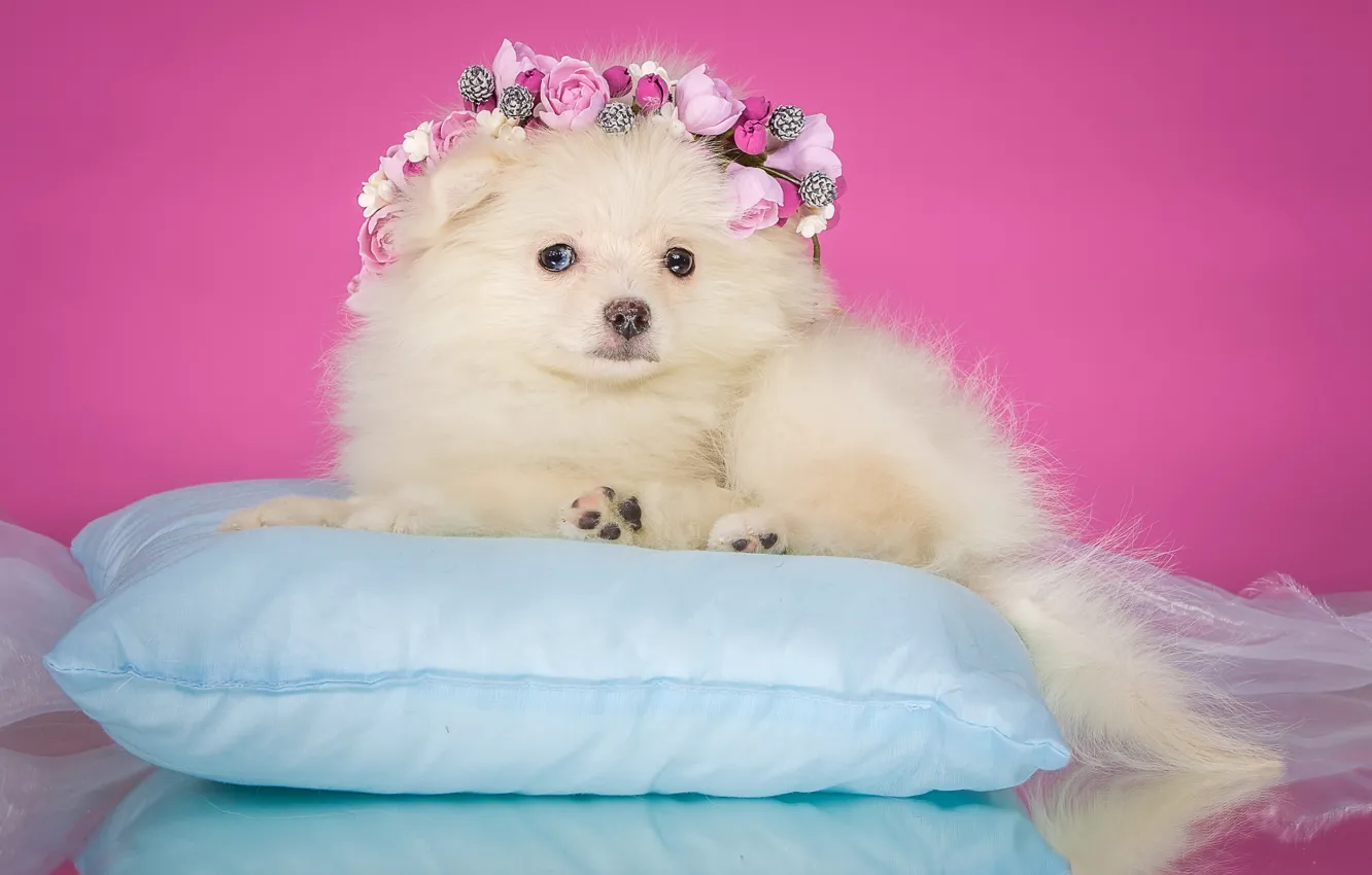 Фото обои цветы, фон, розовый, собака, щенок, лежит, подушка, нарядная