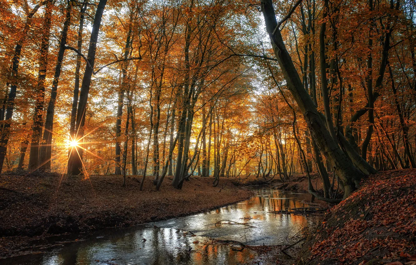 Фото обои осень, деревья, пруд, парк, водоем