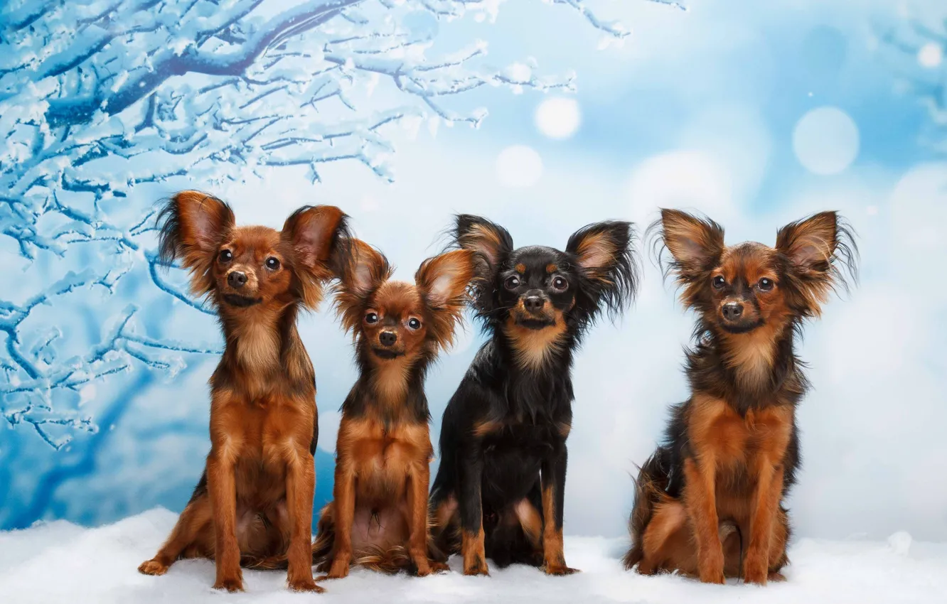Фото обои собаки, снег, фон, квартет, Русский той-терьер, Наталья Ляйс