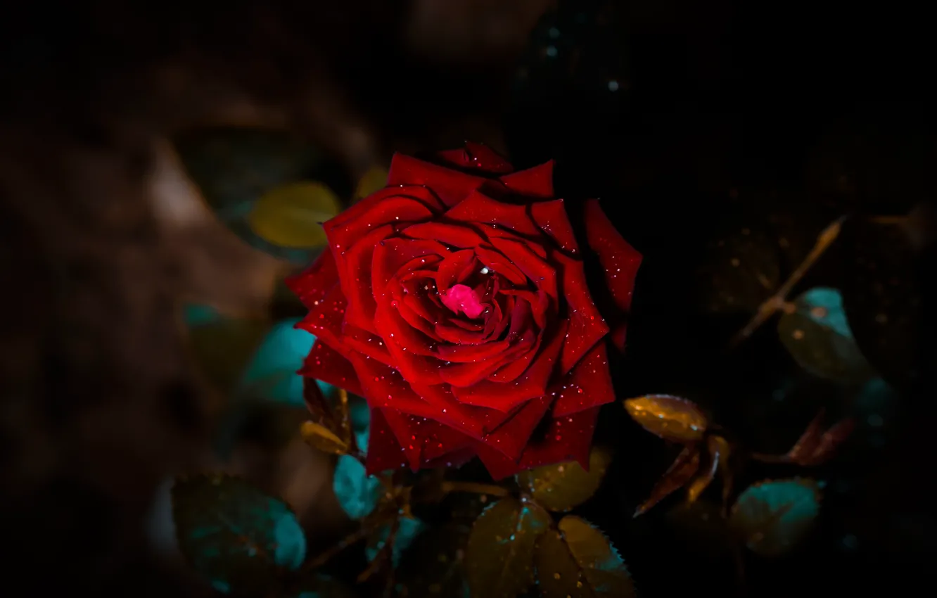 Фото обои цветок, листья, капли, темнота, темный фон, роза, ветка, лепестки