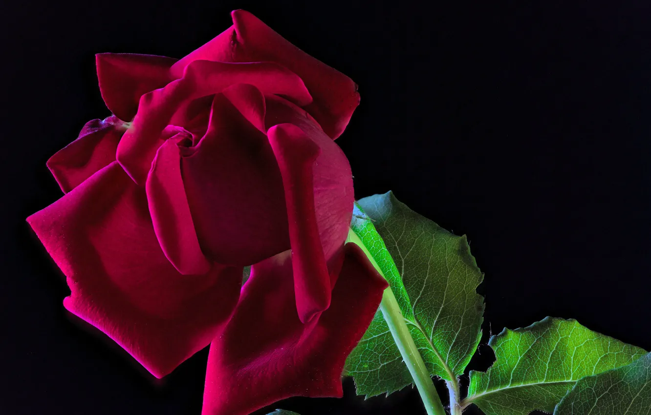 Фото обои листья, роза, стебель, бутон, черный фон, крупным планом, бордовая
