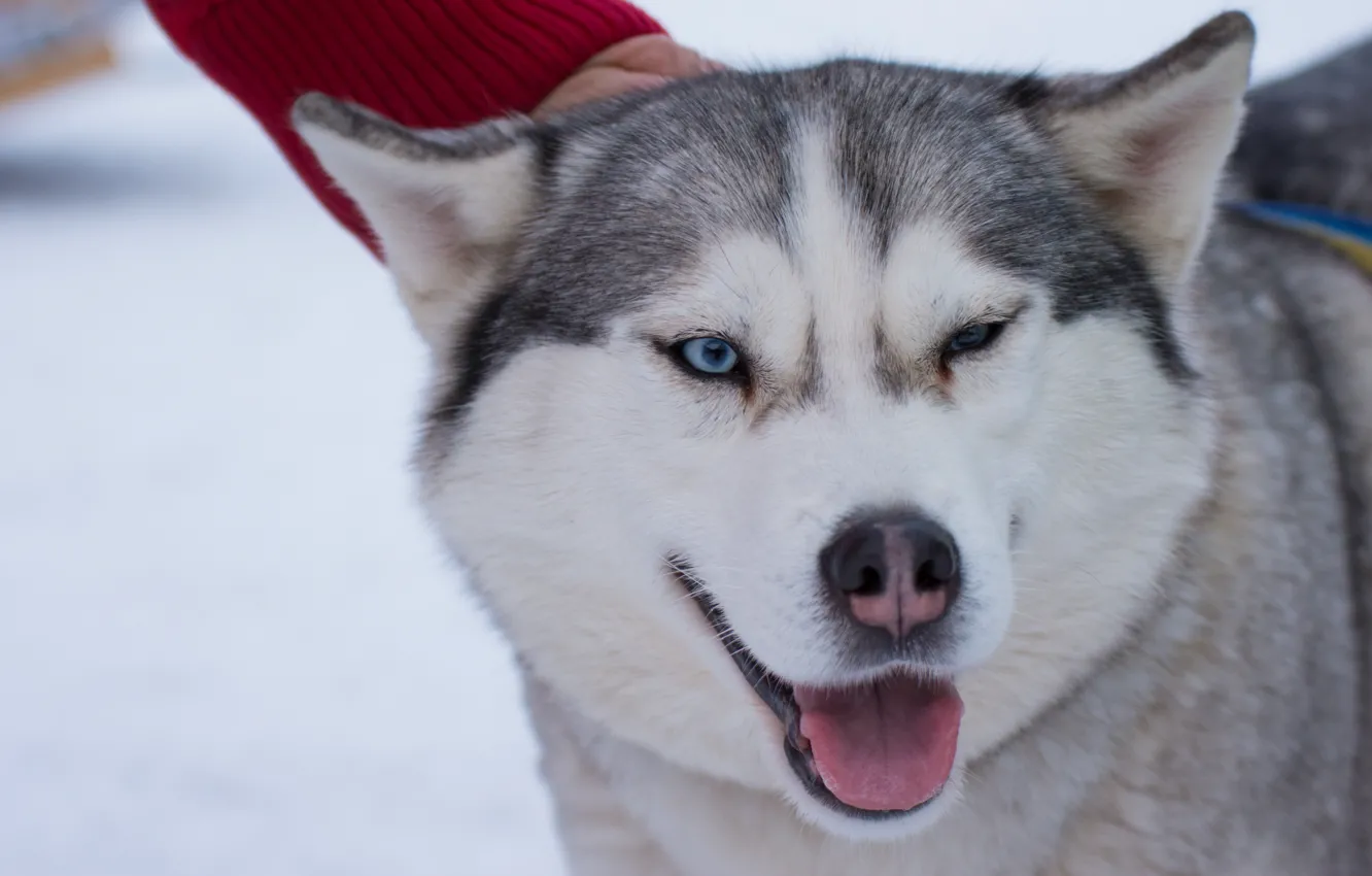 Фото обои белый, снег, Собака, хаска, сибирь
