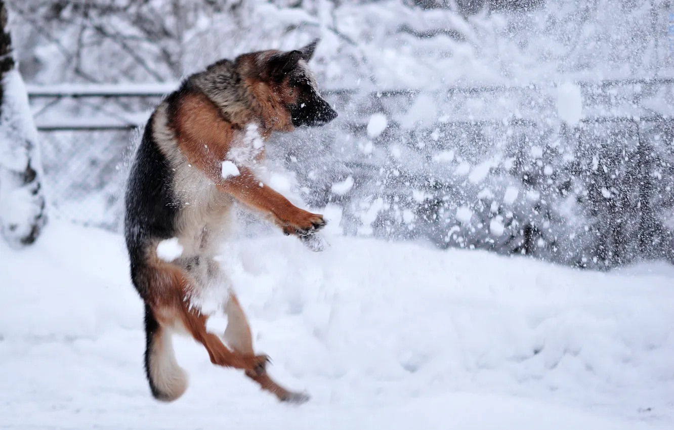 Фото обои зима, снег, собака, розстрел