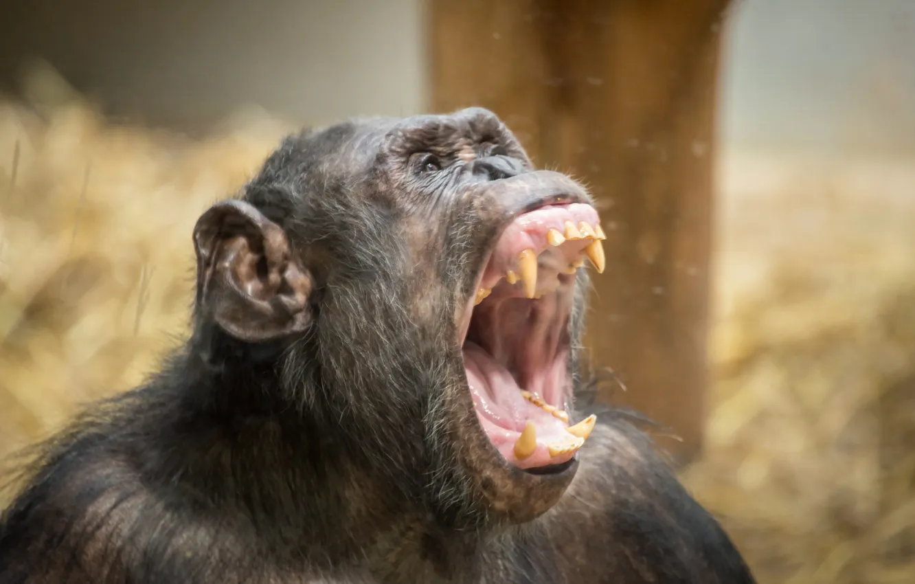 Фото обои природа, крик, Chimpanzee