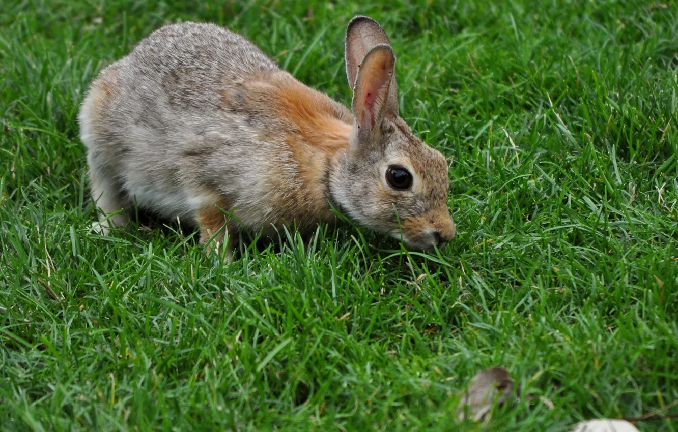 Фото обои трава, серый, кролик