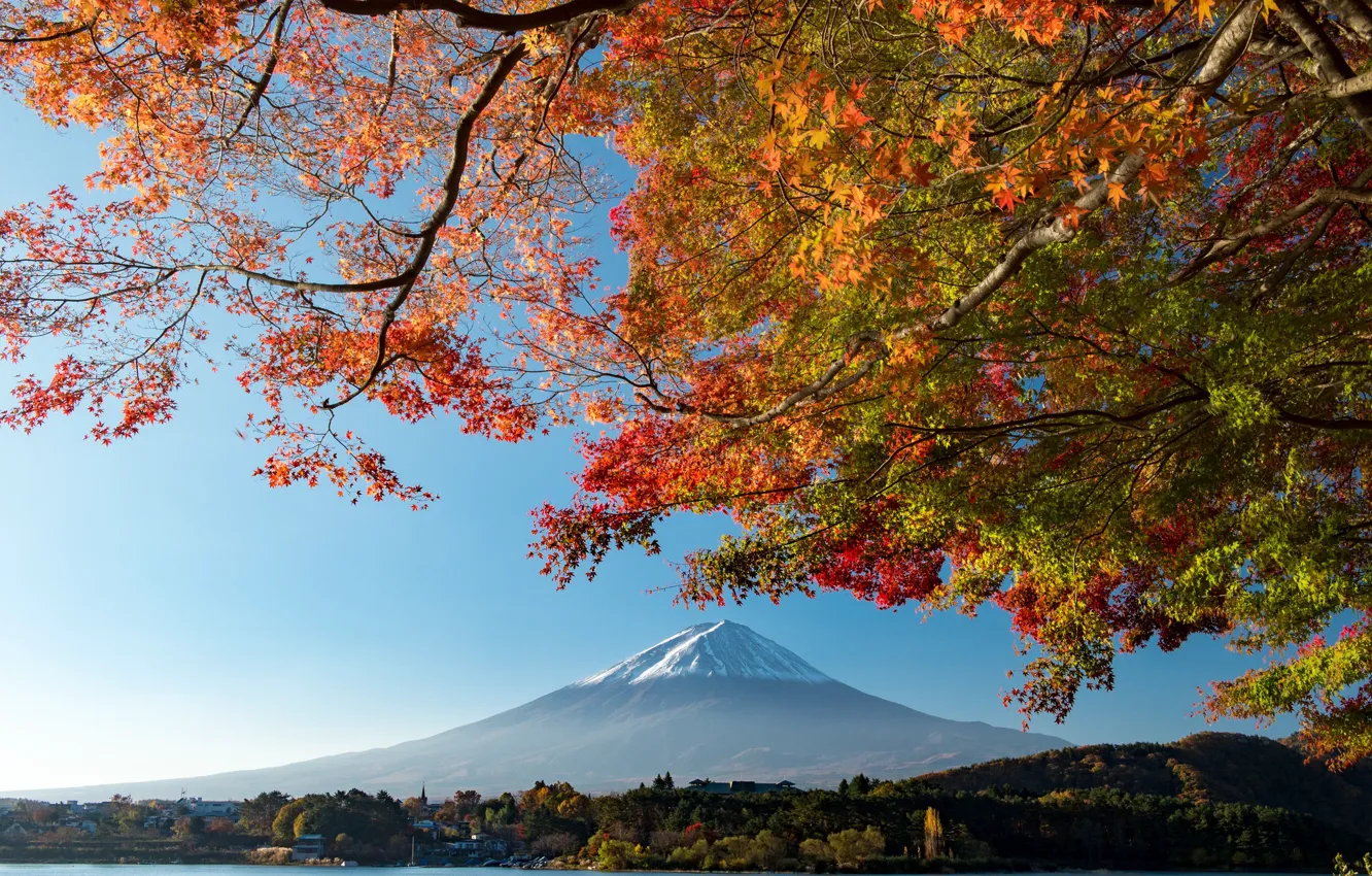 Фото обои небо, листья, ветки, дерево, гора, вулкан