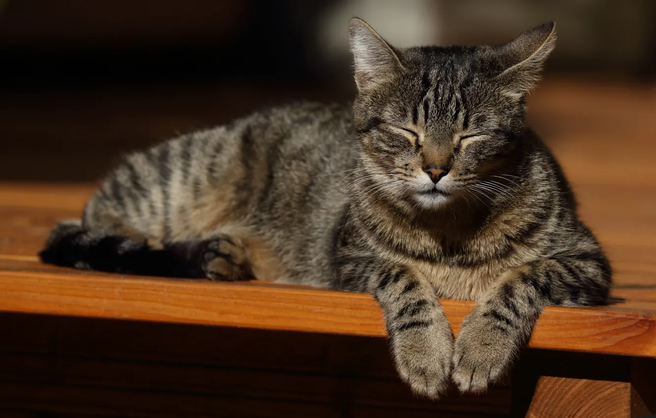 Фото обои кошка, кот, свет, скамейка, поза, серый, сон, лапы
